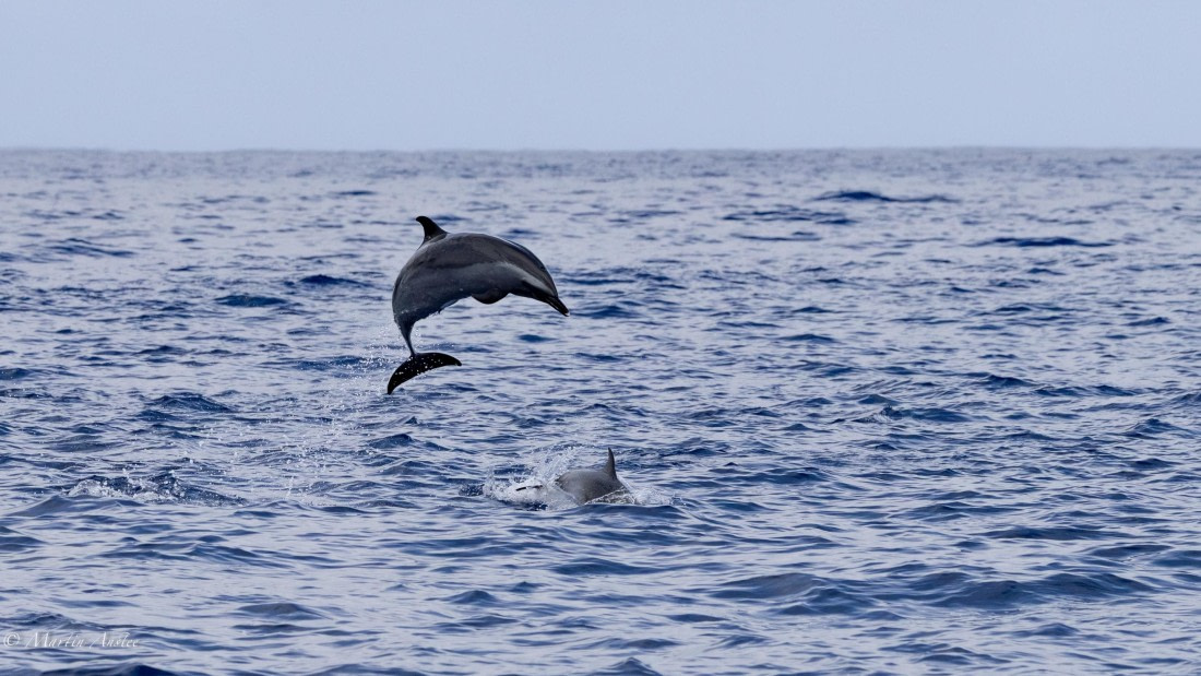 HDS31-25, Day 24, 088A0339-Enhanced-NR © Martin Anstee - Oceanwide Expeditions.jpg
