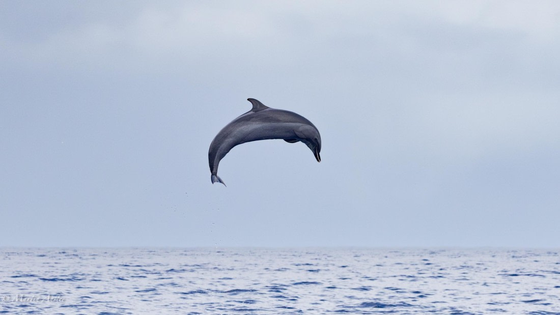 HDS31-25, Day 24, 088A0342-Enhanced-NR © Martin Anstee - Oceanwide Expeditions.jpg