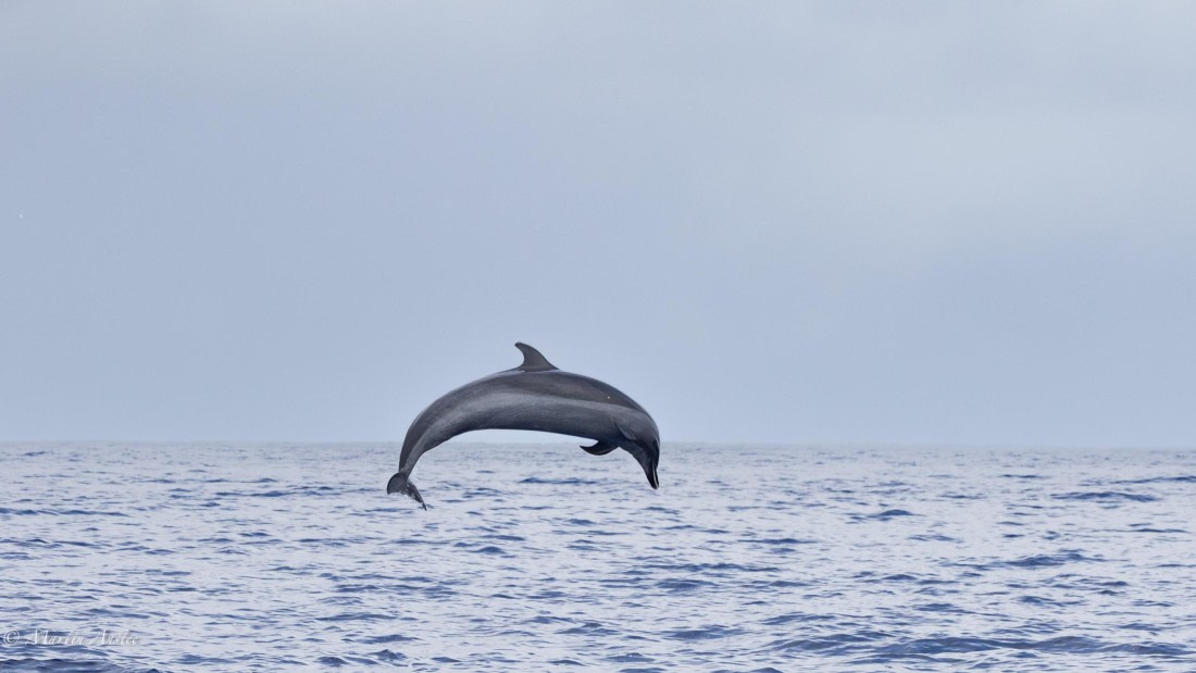 HDS31-25, Day 24, 088A0344-Enhanced-NR © Martin Anstee - Oceanwide Expeditions.jpg