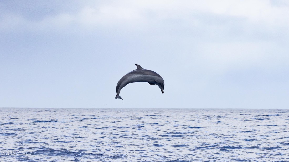 HDS31-25, Day 24, 088A0343-Enhanced-NR © Martin Anstee - Oceanwide Expeditions.jpg