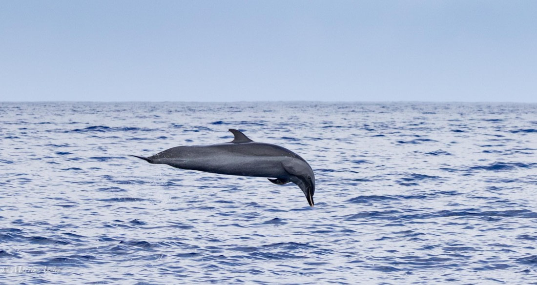 HDS31-25, Day 24, 088A0345-Enhanced-NR © Martin Anstee - Oceanwide Expeditions.jpg