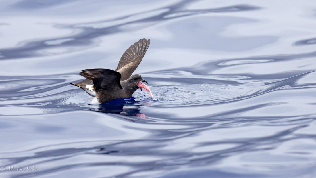 HDS31-25, Day 24, 088A0391-Enhanced-NR © Martin Anstee - Oceanwide Expeditions.jpg
