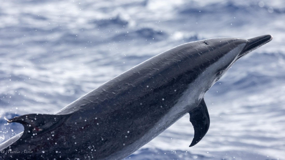 HDS31-25, Day 24, 088A0370 © Martin Anstee - Oceanwide Expeditions.jpg