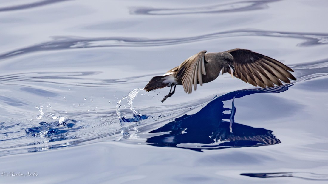 HDS31-25, Day 24, 088A0394-Enhanced-NR © Martin Anstee - Oceanwide Expeditions.jpg