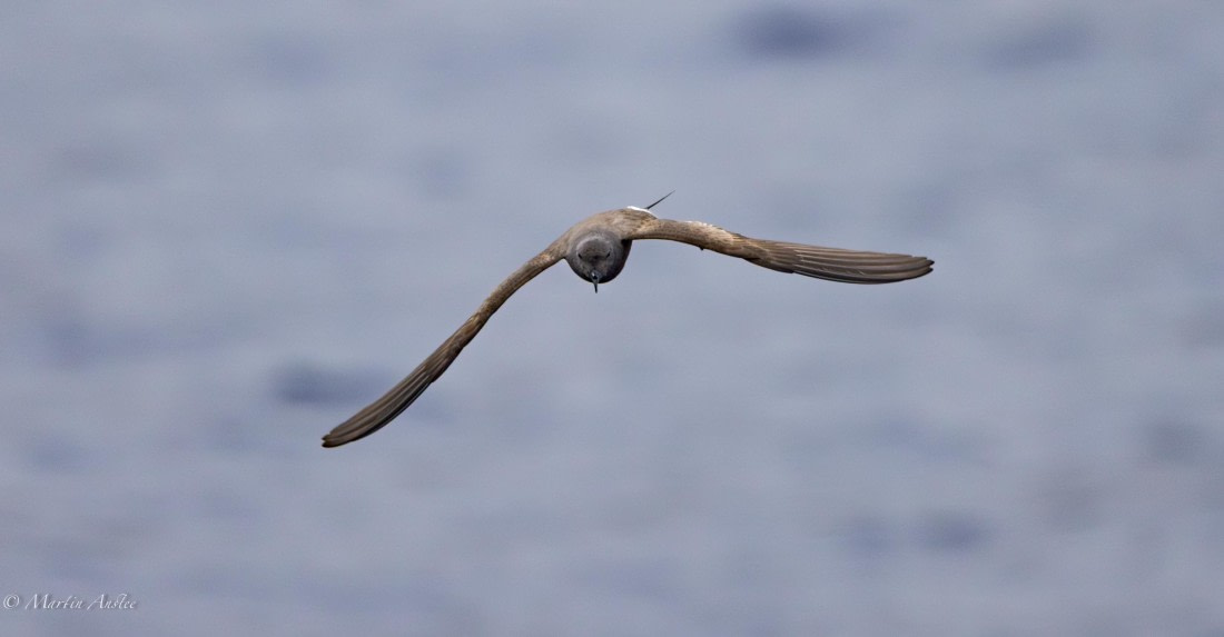 HDS31-25, Day 24, 088A0400-Enhanced-NR © Martin Anstee - Oceanwide Expeditions.jpg