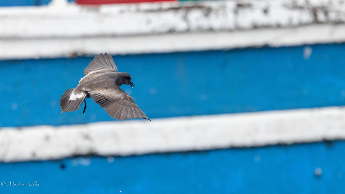 HDS31-25, Day 24, 088A0397 © Martin Anstee - Oceanwide Expeditions.jpg