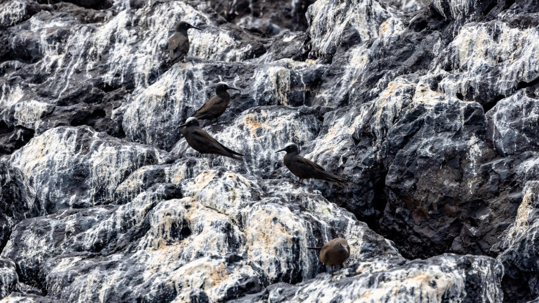 HDS31-25, Day 24, 088A0426 © Martin Anstee - Oceanwide Expeditions.jpg