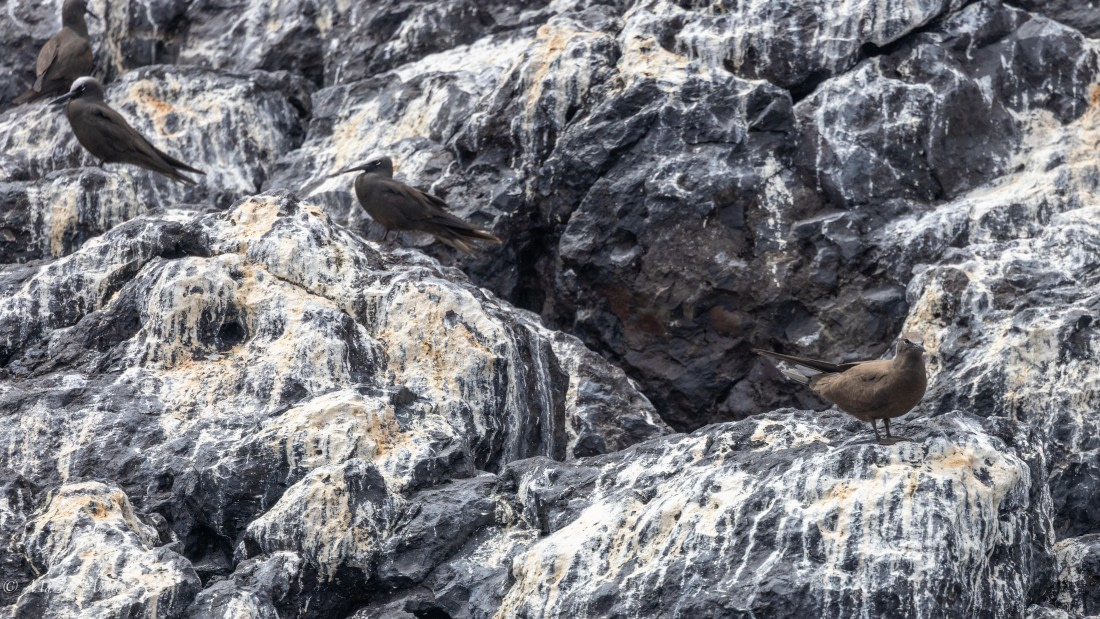 HDS31-25, Day 24, 088A0432 © Martin Anstee - Oceanwide Expeditions.jpg