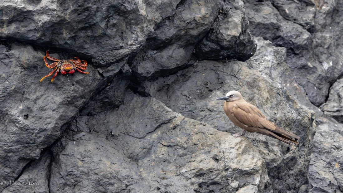 HDS31-25, Day 24, 088A0448-Enhanced-NR © Martin Anstee - Oceanwide Expeditions.jpg