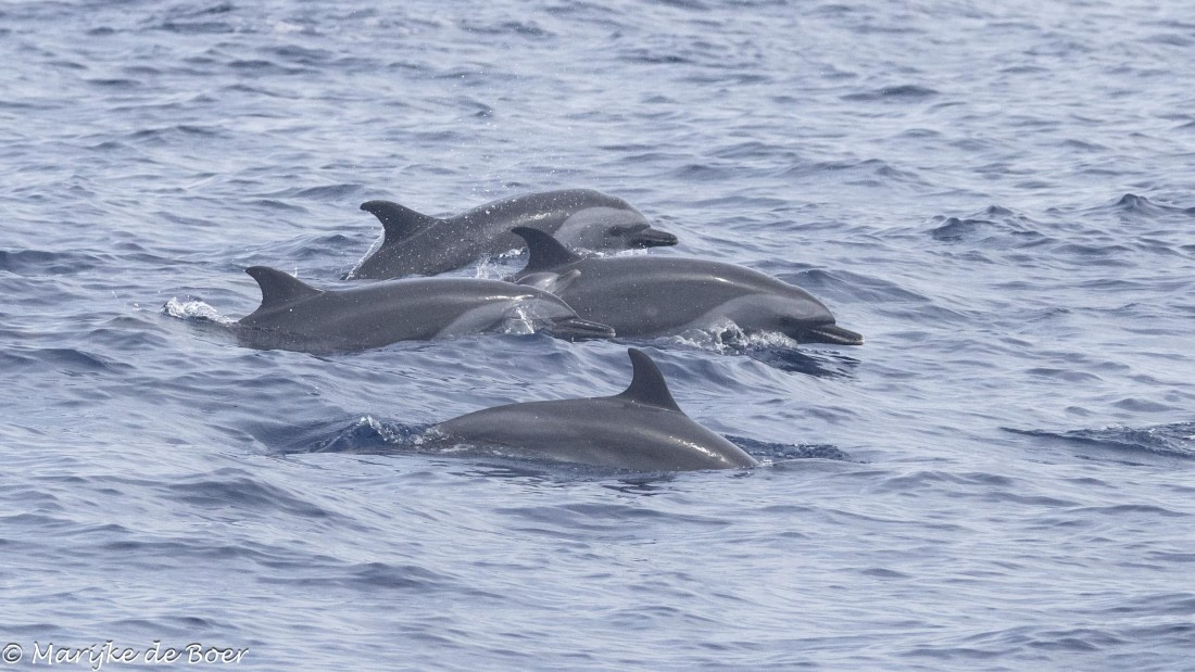 HDS31-25, Day 24, 20250415-398A8569 © Marijke de Boer - Oceanwide Expeditions.jpg