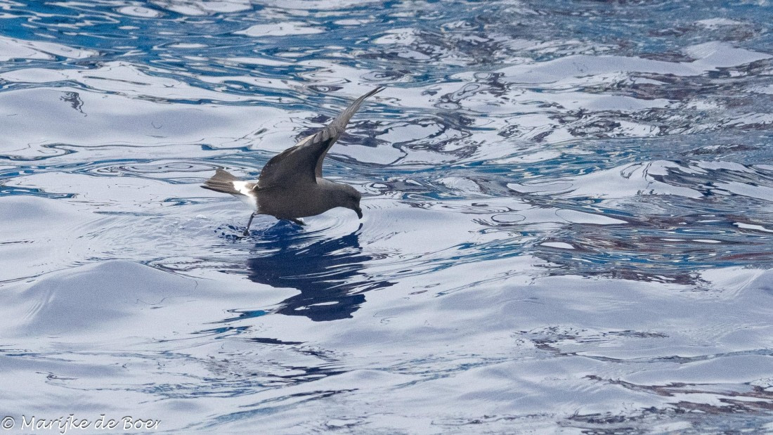 HDS31-25, Day 24, 20250415-398A8703 © Marijke de Boer - Oceanwide Expeditions.jpg