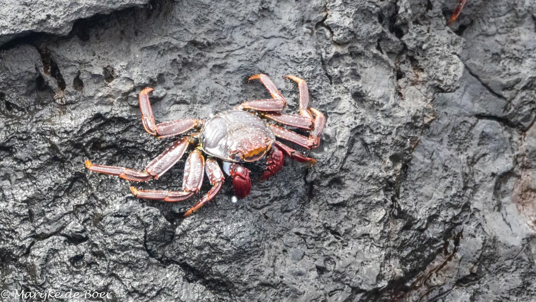 HDS31-25, Day 24, 20250415-398A8747 © Marijke de Boer - Oceanwide Expeditions.jpg