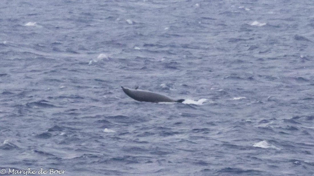 HDS32-25, Day 2, 20250416-398A8791 © Marijke de Boer - Oceanwide Expeditions.jpg
