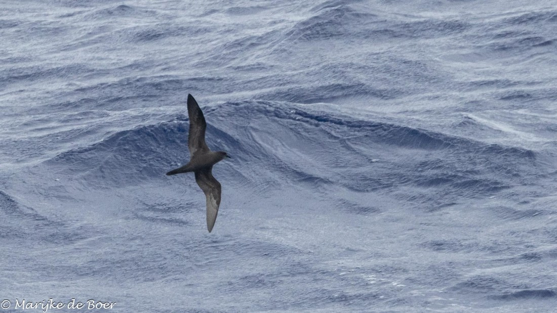 HDS32-25, Day 2, 20250416-398A8847 © Marijke de Boer - Oceanwide Expeditions.jpg