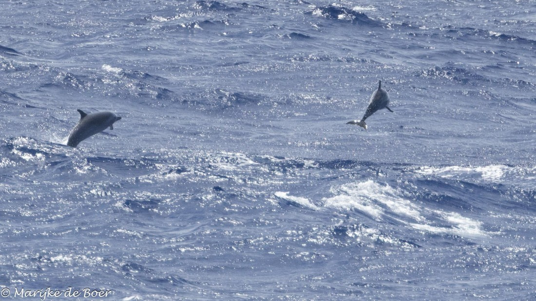 HDS32-25, Day 2, 20250416-398A8876 © Marijke de Boer - Oceanwide Expeditions.jpg