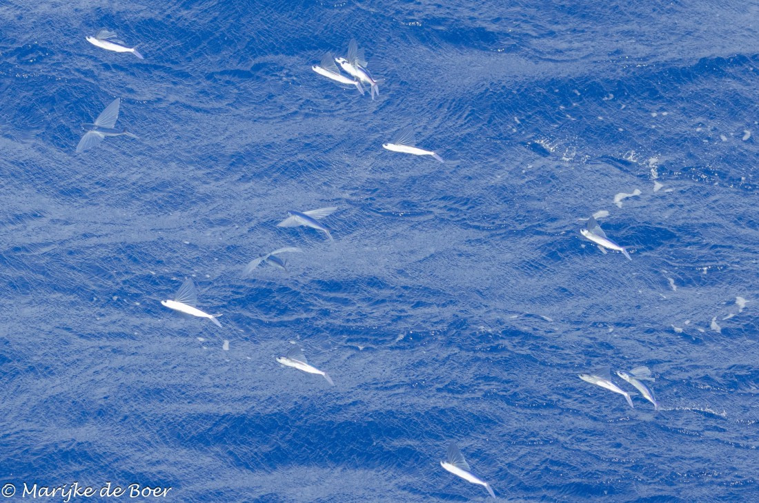 HDS32-25, Day 3, 20250417-398A8919 © Marijke de Boer - Oceanwide Expeditions.jpg