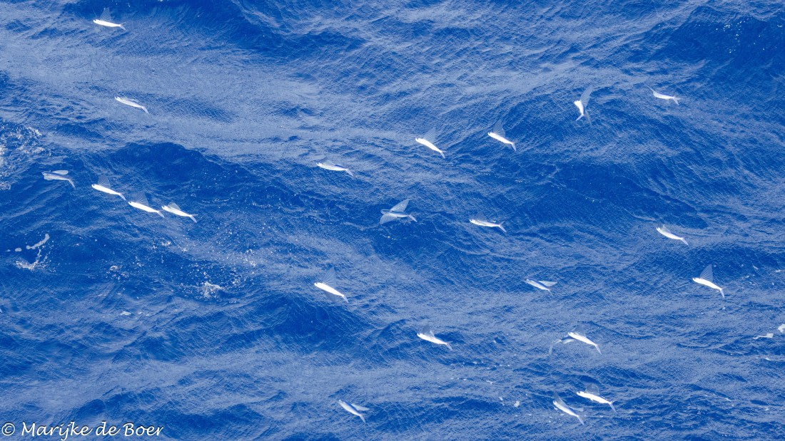 HDS32-25, Day 3, 20250417-398A8920 © Marijke de Boer - Oceanwide Expeditions.jpg