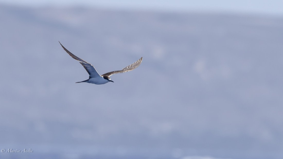 HDS32-25, Day 4, 088A0628-Enhanced-NR © Martin Anstee - Oceanwide Expeditions.jpg