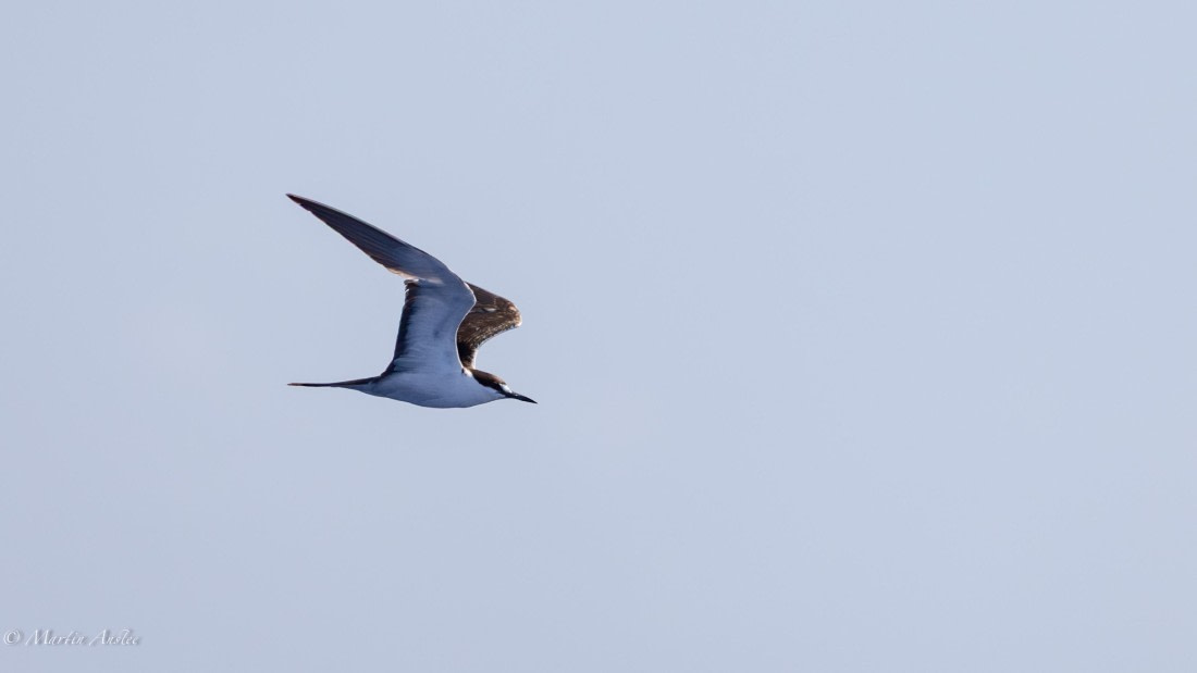 HDS32-25, Day 4, 088A0630-Enhanced-NR © Martin Anstee - Oceanwide Expeditions.jpg