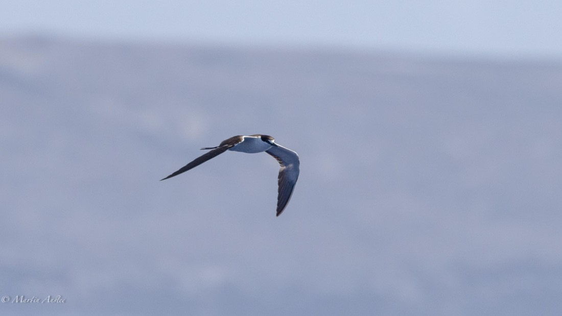 HDS32-25, Day 4, 088A0629 © Martin Anstee - Oceanwide Expeditions.jpg