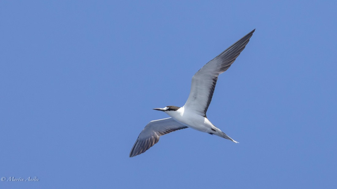 HDS32-25, Day 4, 088A0637-Enhanced-NR © Martin Anstee - Oceanwide Expeditions.jpg