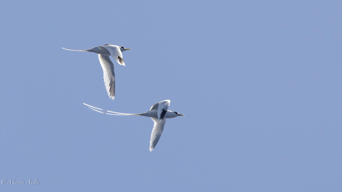 HDS32-25, Day 4, 088A0702-Enhanced-NR © Martin Anstee - Oceanwide Expeditions.jpg