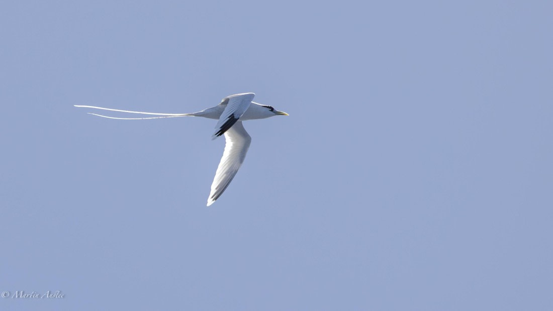 HDS32-25, Day 4, 088A0704-Enhanced-NR © Martin Anstee - Oceanwide Expeditions.jpg