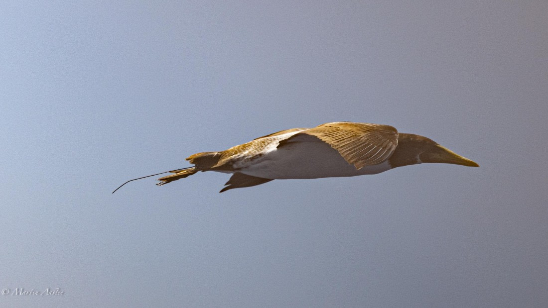 HDS32-25, Day 4, 088A0772 © Martin Anstee - Oceanwide Expeditions.jpg