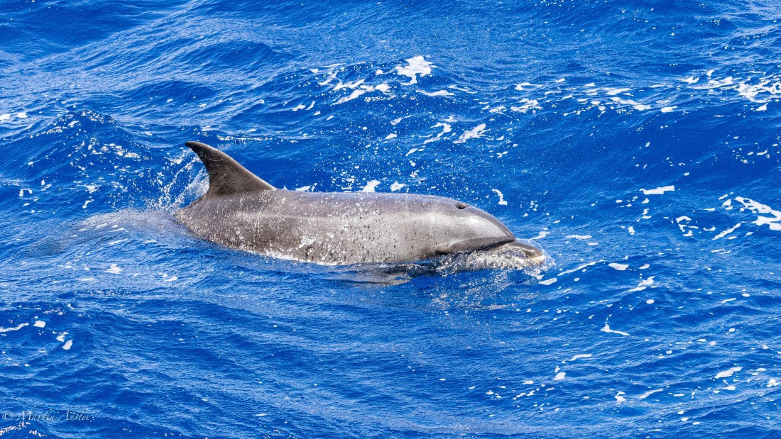 HDS32-25, Day 4, 088A0813 © Martin Anstee - Oceanwide Expeditions.jpg