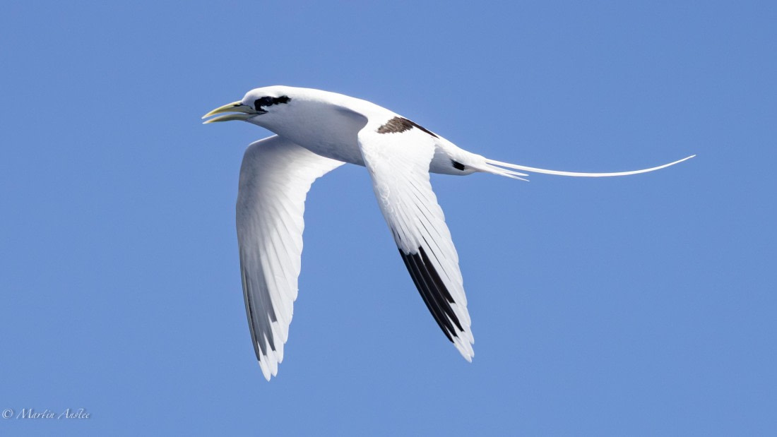 HDS32-25, Day 4, 088A0848-Enhanced-NR © Martin Anstee - Oceanwide Expeditions.jpg