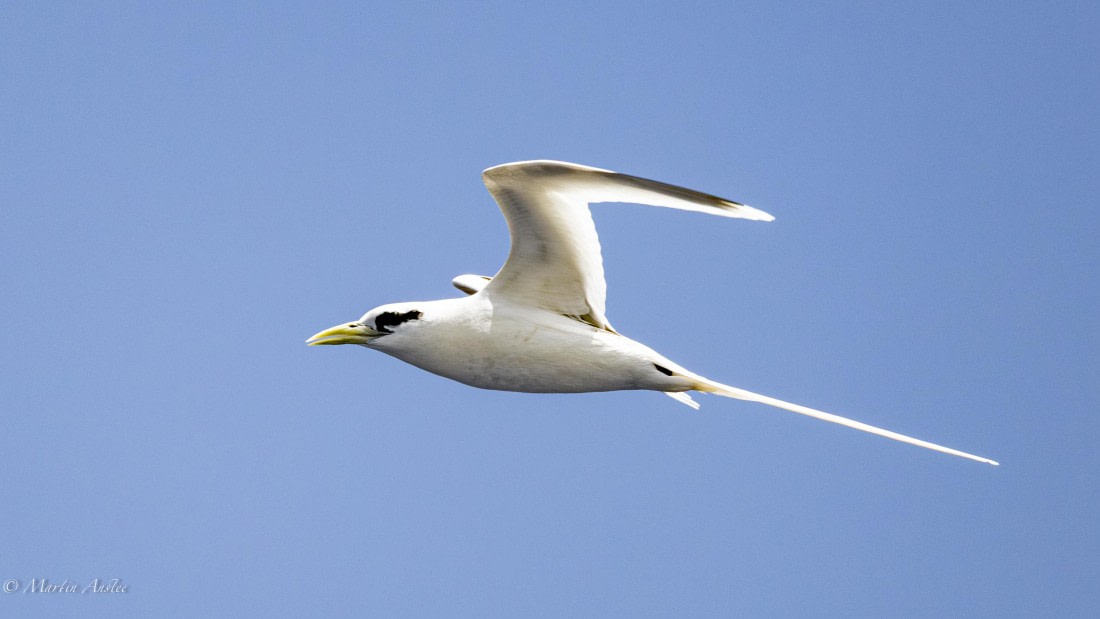 HDS32-25, Day 4, 088A0850-Enhanced-NR © Martin Anstee - Oceanwide Expeditions.jpg