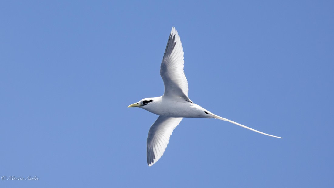 HDS32-25, Day 4, 088A0851-Enhanced-NR © Martin Anstee - Oceanwide Expeditions.jpg