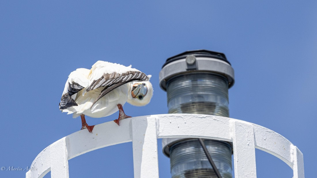 HDS32-25, Day 4, 088A0861 © Martin Anstee - Oceanwide Expeditions.jpg