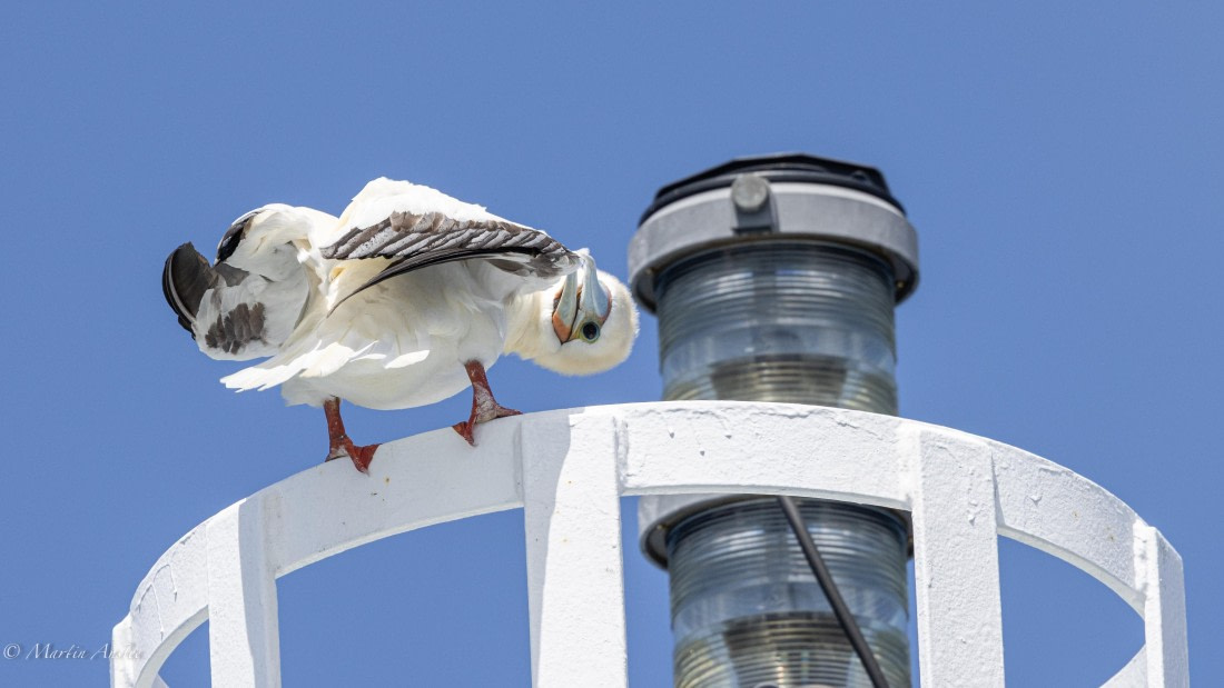 HDS32-25, Day 4, 088A0864 © Martin Anstee - Oceanwide Expeditions.jpg