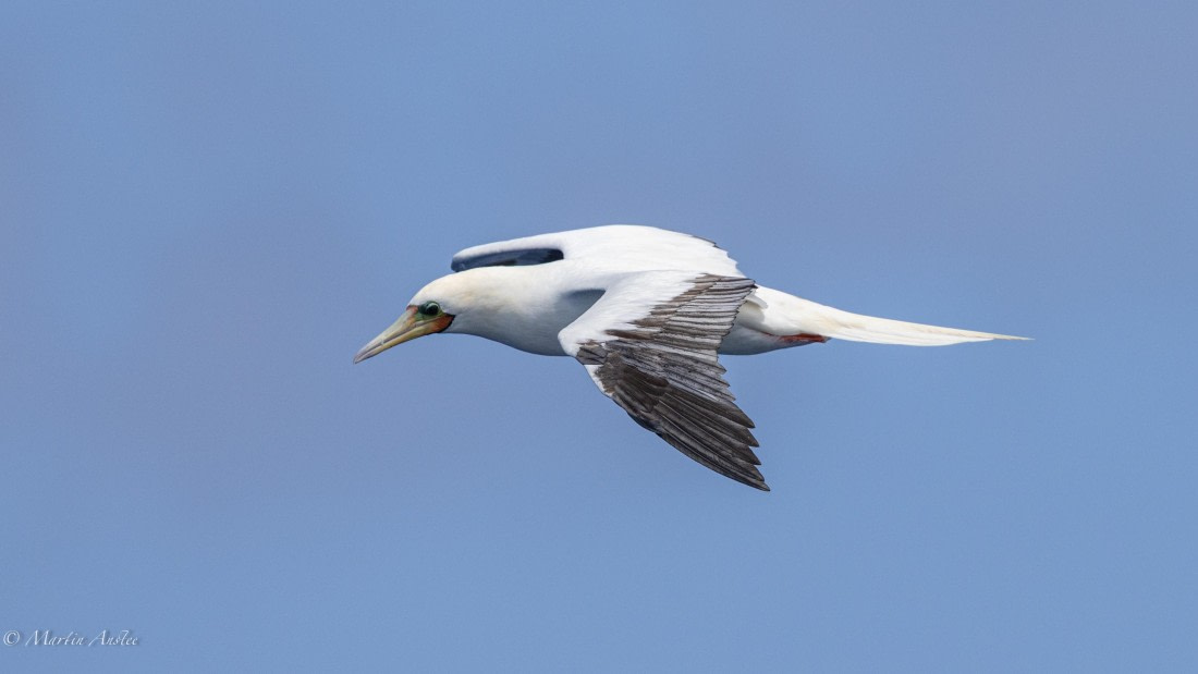 HDS32-25, Day 4, 088A0881 © Martin Anstee - Oceanwide Expeditions.jpg