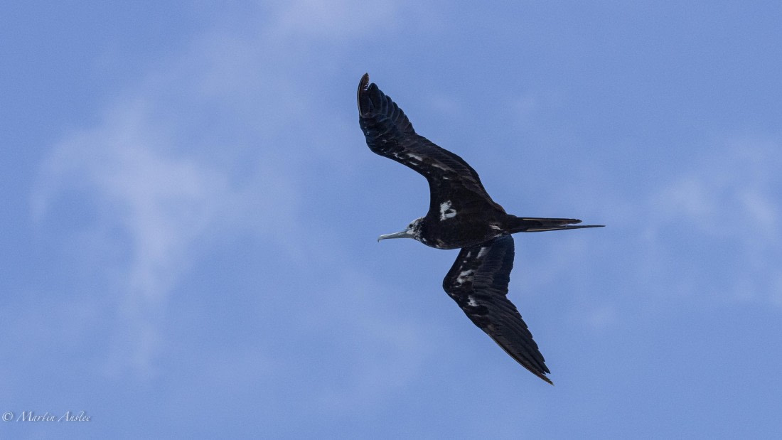 HDS32-25, Day 4, 088A0916 © Martin Anstee - Oceanwide Expeditions.jpg