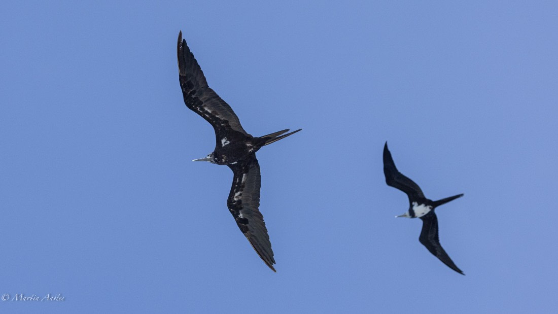 HDS32-25, Day 4, 088A0918 © Martin Anstee - Oceanwide Expeditions.jpg