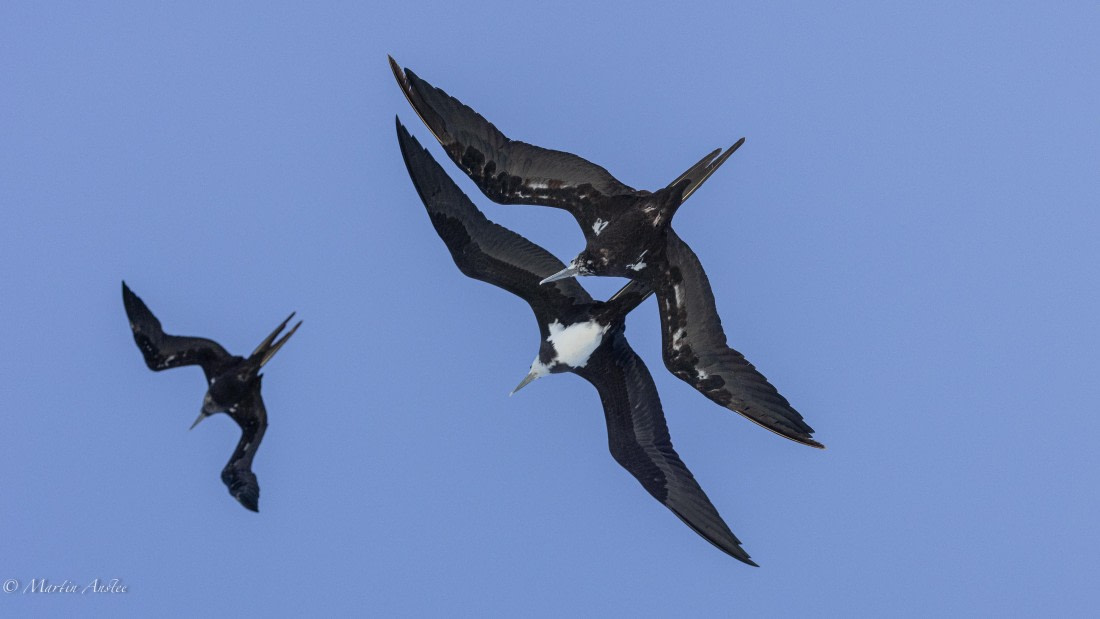 HDS32-25, Day 4, 088A0922 © Martin Anstee - Oceanwide Expeditions.jpg
