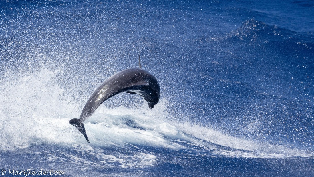 HDS32-25, Day 4, 20250418-398A9073 © Marijke de Boer - Oceanwide Expeditions.jpg