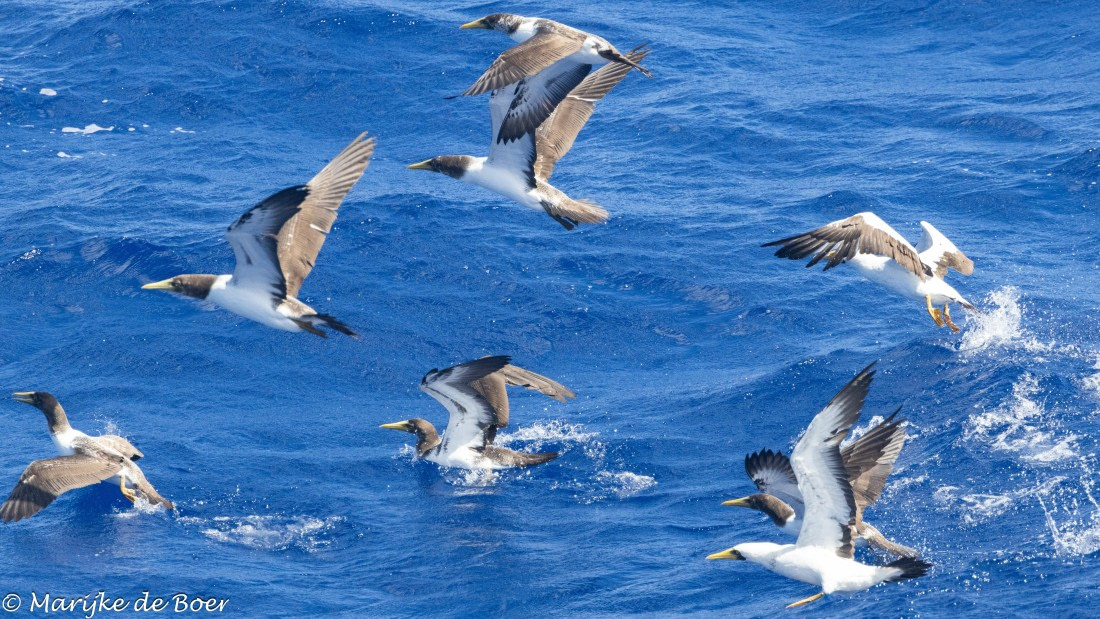 HDS32-25, Day 4, 20250418-398A9365 © Marijke de Boer - Oceanwide Expeditions.jpg