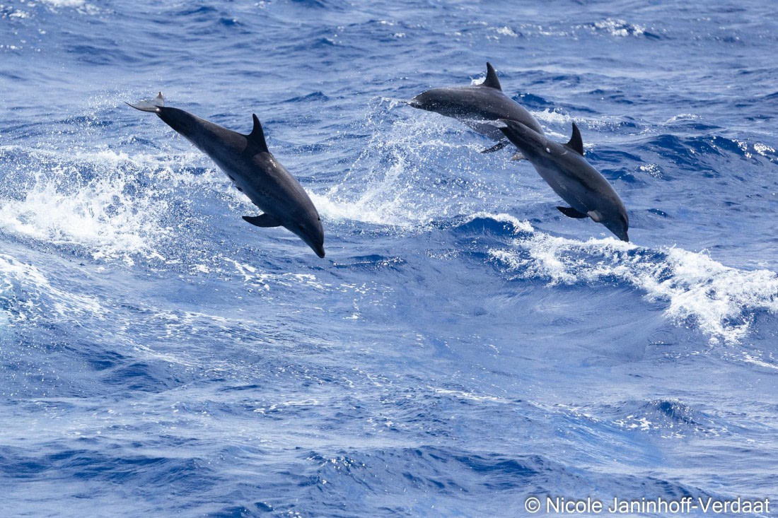 HDS32-25, Day 4, 20250418-NJV-019-7 © Nicole Janinhoff-Verdaat - Oceanwide Expeditions.jpg