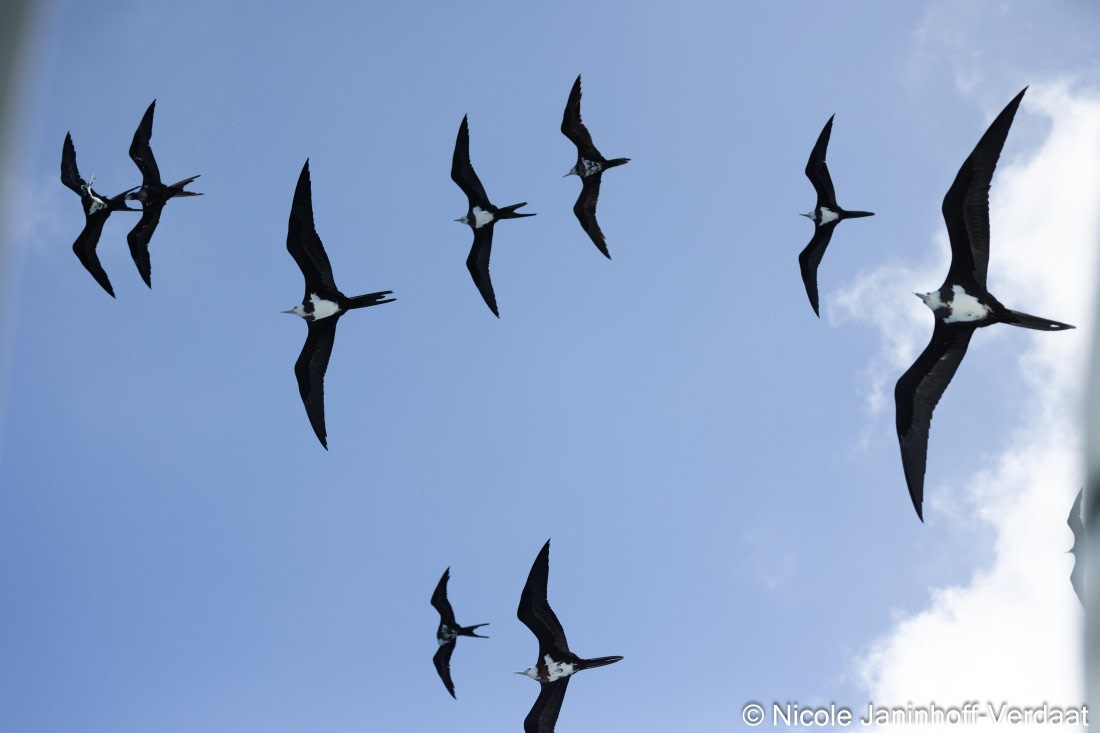 HDS32-25, Day 4, 20250418-NJV-019-196 © Nicole Janinhoff-Verdaat - Oceanwide Expeditions.jpg