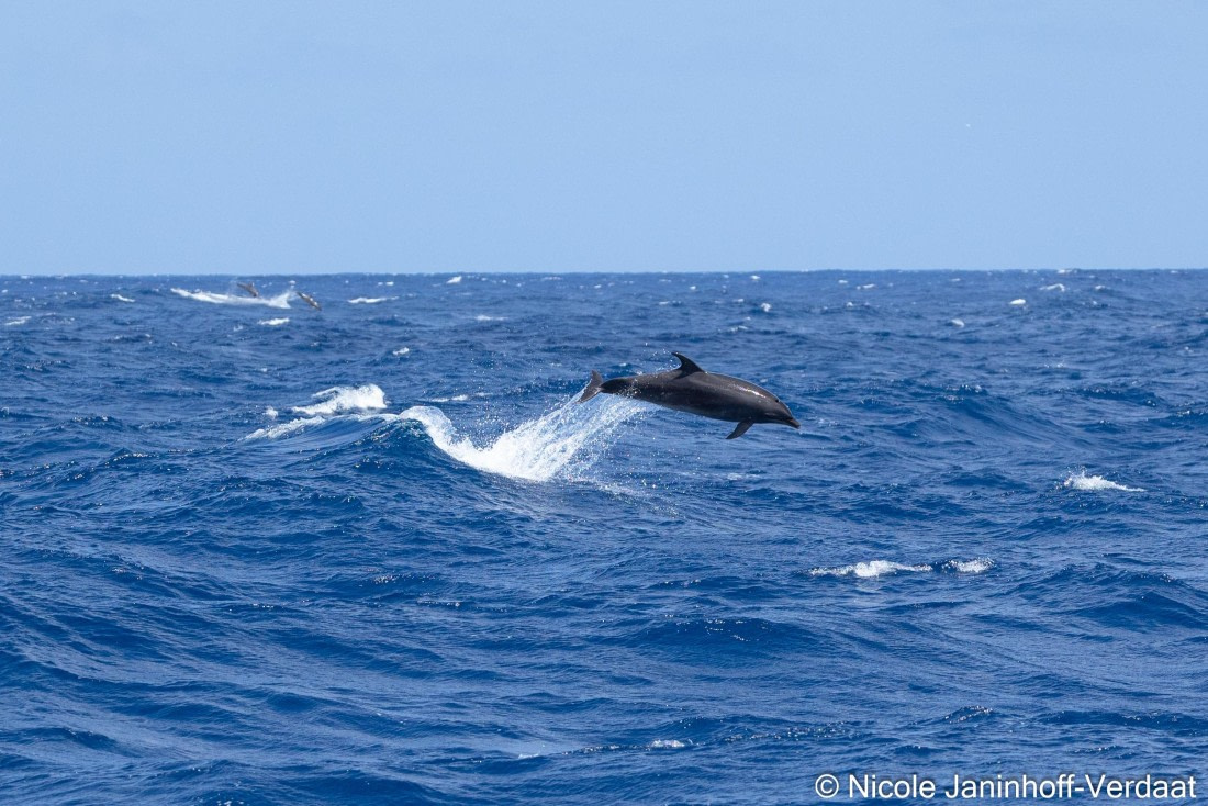 HDS32-25, Day 4, 20250418-NJV-019-620 © Nicole Janinhoff-Verdaat - Oceanwide Expeditions.jpg