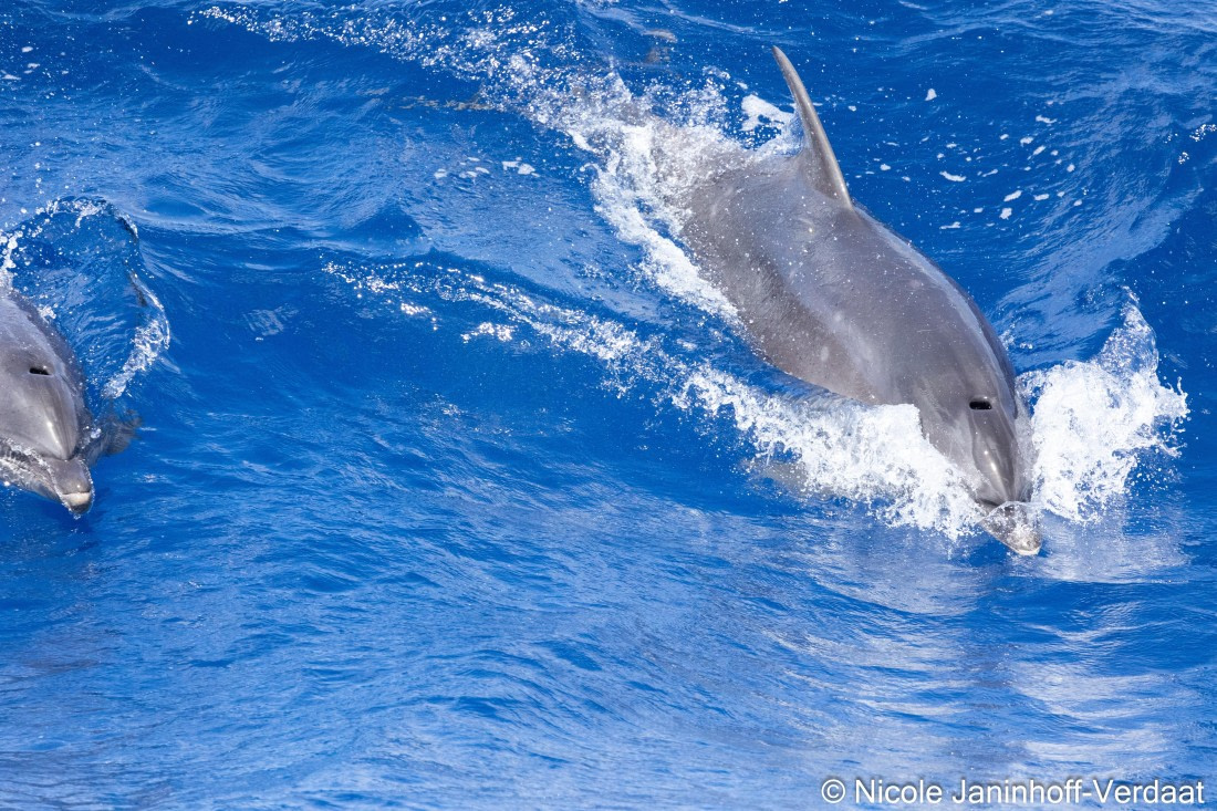 HDS32-25, Day 4, 20250418-NJV-019-1076 © Nicole Janinhoff-Verdaat - Oceanwide Expeditions.jpg