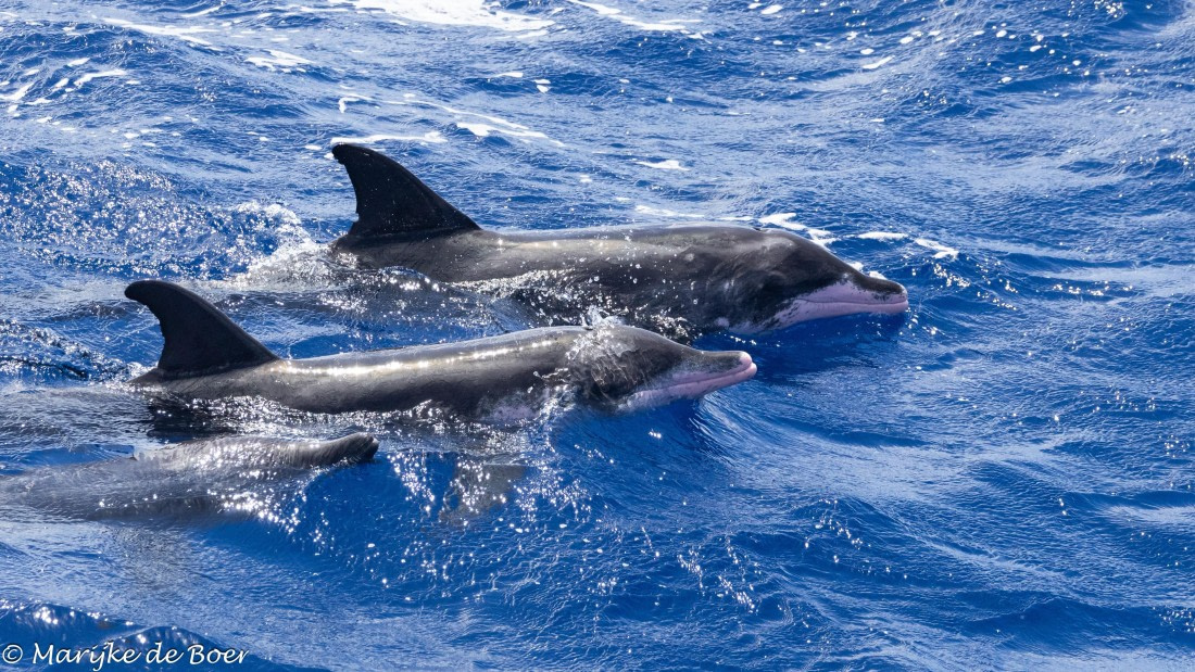 HDS32-25, Day 4, rough-toothed_20250418-398A9156 © Marijke de Boer - Oceanwide Expeditions.jpg