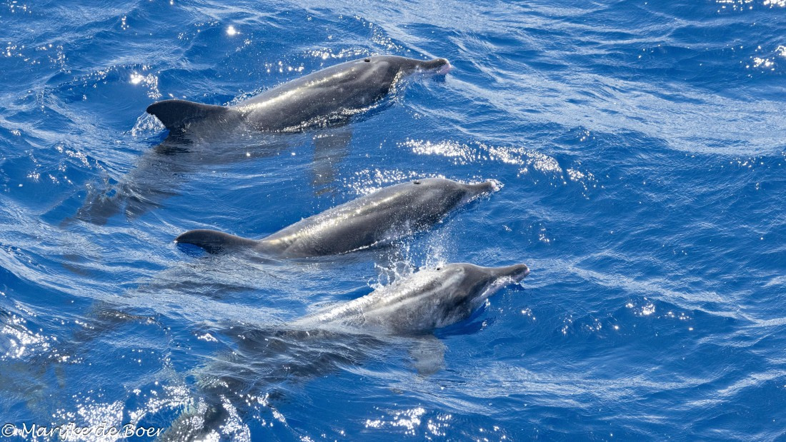 HDS32-25, Day 4, rough-toothed_20250418-398A9166 © Marijke de Boer - Oceanwide Expeditions.jpg