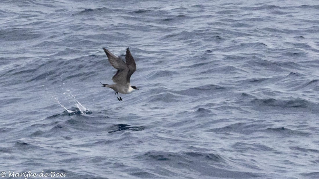 HDS32-25, Day 5, 20250419-398A9739 © Marijke de Boer - Oceanwide Expeditions.jpg