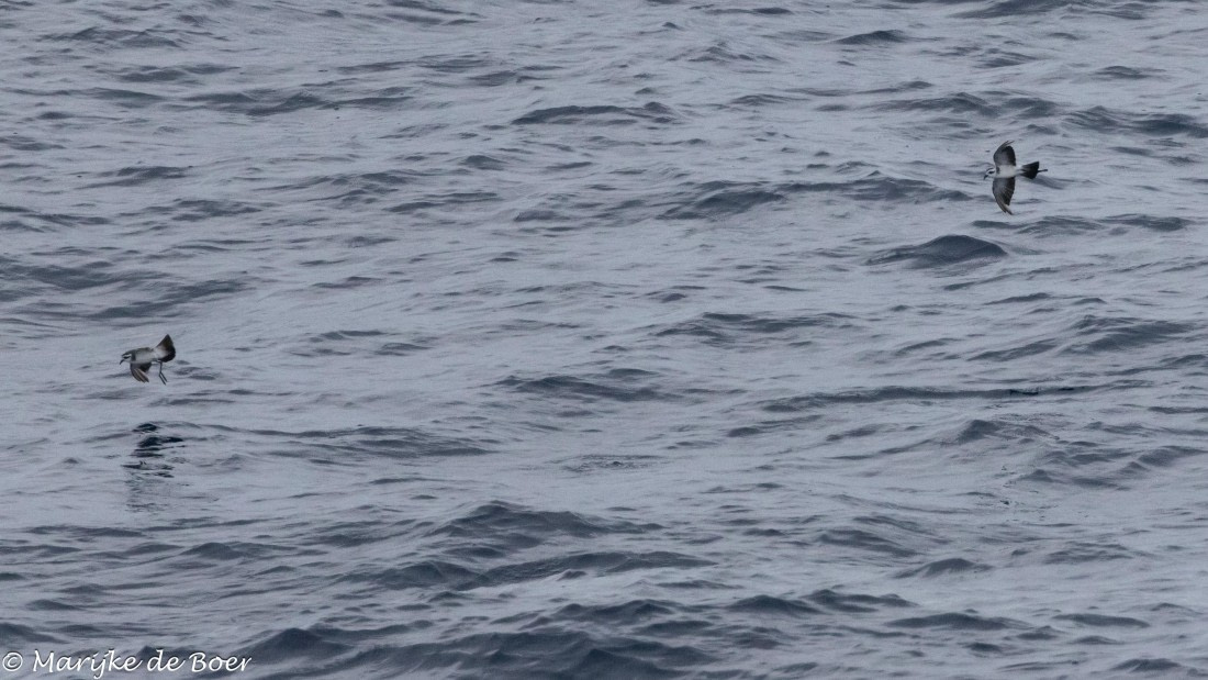 HDS32-25, Day 5, 20250419-398A9771 © Marijke de Boer - Oceanwide Expeditions.jpg