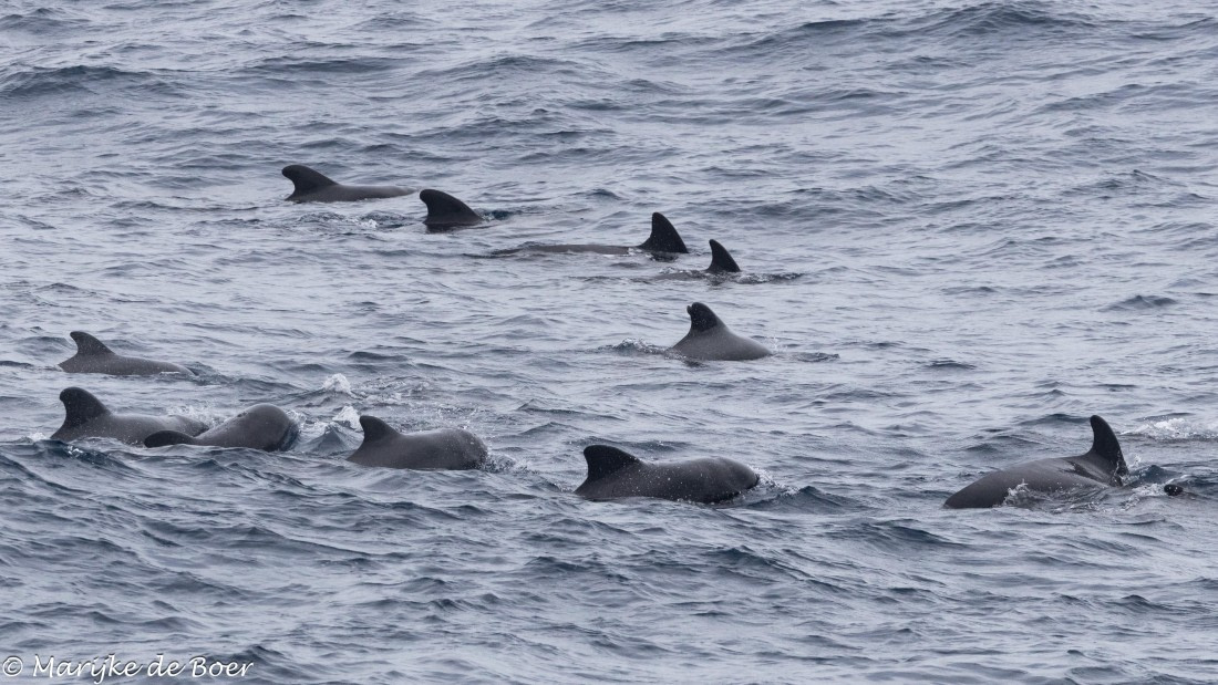 HDS32-25, Day 5, 20250419-398A9942 © Marijke de Boer - Oceanwide Expeditions.jpg