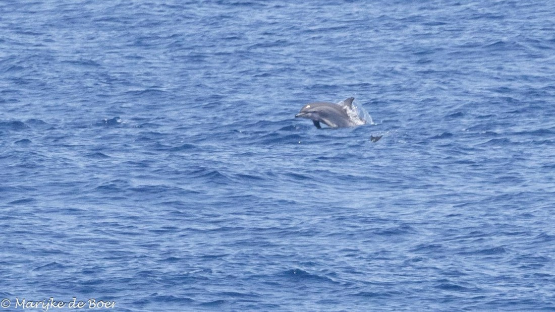 HDS32-25, Day 6, Clymene_20250420-398A0085 © Marijke de Boer - Oceanwide Expeditions.jpg